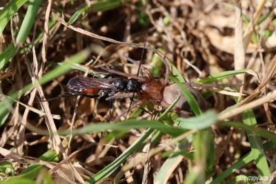 M.....e - Nastecznikowate (Pompilidae) to owady o smukłym ciele polujące na pająki. P...