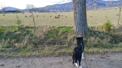 Kaajus - Mam młodego Border Collie, którego przodkowie od pokoleń zaganiają owce, chy...