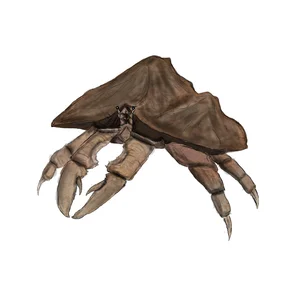 N.....d - @anonymous_derp: O kurła, to krab błotny z Morrowinda.