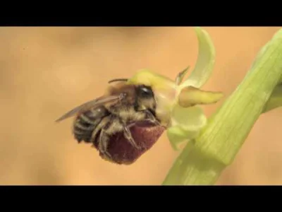 R.....a - Jeden ze storczyków kuszących i oszukujących samca pszczoły z rodziny lepia...