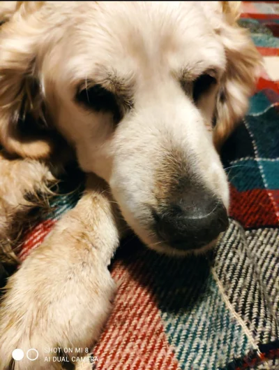 miki_w - Dziś straciłam mojego najlepszego psiego kumpla. 

Przez 15 lat miałam szczę...