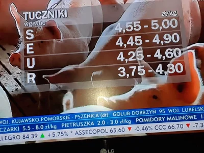 szuleer - beznadziejna sytuacja na rynku świń 

Biznes nieopłacalny, świń na rynku ...