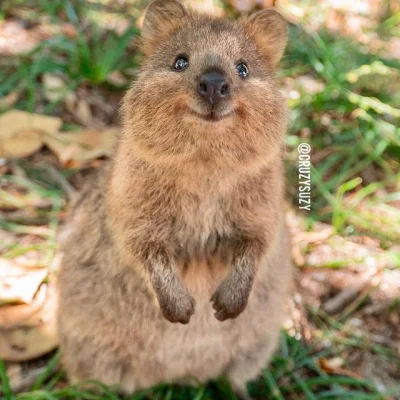 p.....k - #quokka
#quokkanadzis
#quokkanawieczor
#zwierzaczki

Coś na poniedział...