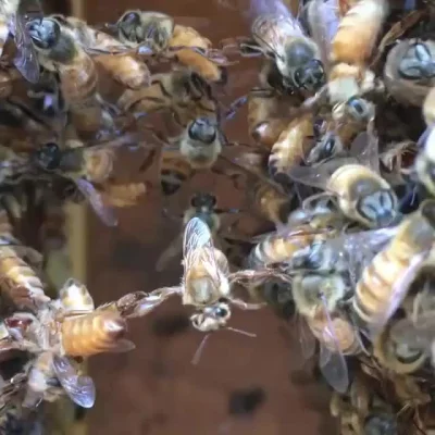 cheeseandonion - #owady #pszczoly #cotusiedzieje #proszeowyjasnienie