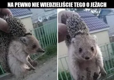 JENDZA - #zwierzaczki #jeze #ciekawostki