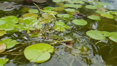 S.....p - @Megachilidae: 
Ja kiedyś też moje w oczku kręciłem, bez dopłaty. Żaby sa ...