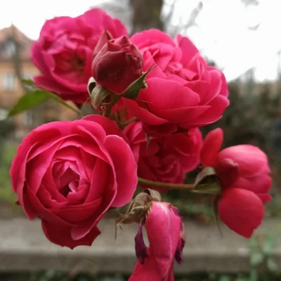Chodtok - Kwiatuszek dla cb

#dailykwiatuszek