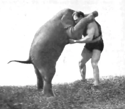 well_being - @PrawyKuba: His act included wrestling with a 680 kg (1,500 lb) elephant