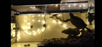 Spiszka - @Polinik żółw ma swoje stroiki, do bombek nie sięga (✌ ﾟ ∀ ﾟ)☞
