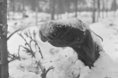 myrmekochoria - Zamarznięty koń w śniegu nieopodal Ruhtinaanmäki, 21 stycznia 1940 ro...