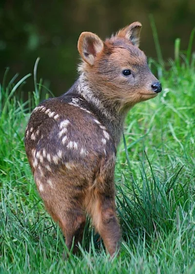 g.....9 - Pudu to najmniejszy jelonek na świecie