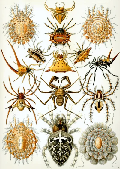 myrmekochoria - Ernst Haeckel, Pajęczaki, 1904.

#starszezwoje - blog ze starymi gr...