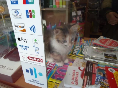 Sepp1991 - Jak widać małe koty tez pracują ... Ten sprzedaje gazety w kiosku ...
#ko...