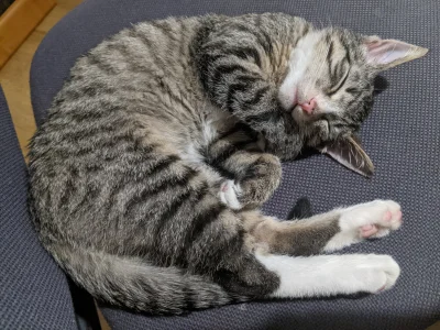 odwrocone_ytrewq - Dzień dobry, mały Kitku jeszcze śpi( ͡º ͜ʖ͡º)
#kitkalu #koty #kitk...