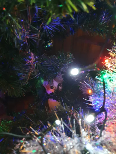 derVerlorene - #kitku #smiesznekotki #koty #kot

Wesołych świąt ʕ•ᴥ•ʔ