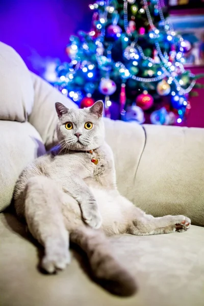 slooo - Świąteczny Jonsi pozdrawia └[⚆ᴥ⚆]┘
#pokazkota #kitku #koty