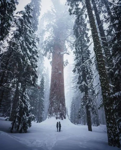 Pani_Asia - Park Narodowy Sekwoi w Kalifornii

#usa #podroze #earthporn #estetyczne...