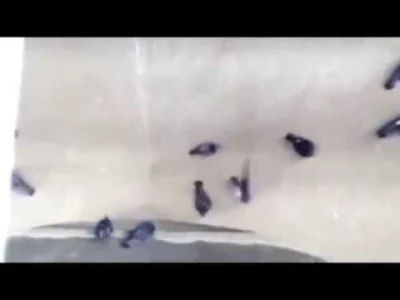 6.....2 - @Felonious_Gru: 
Nienawidzę gołębii. Latające szczury.