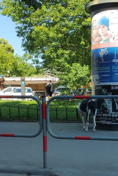 Mishy - Widziałem kiedyś krowę wyprowadzoną na spacer w środku miasta
#krakow ##!$%@?