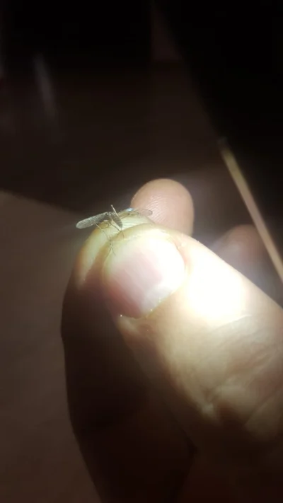 fatalne_przejezyczenie - #komar #biologia #owadyboners Mircy, właśnie zabiłem mega ko...