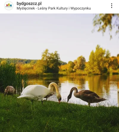 Zielonykubek - Central Park? W żadnym bądź razie. To Myślęcinek największy miejski pa...