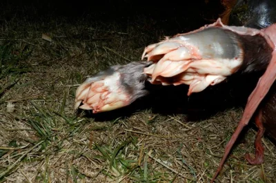 Kosciany - Tak wyglądają kopytka koników krówków i innych takich.
Te "chrząstki" zab...