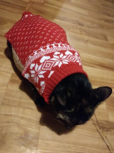KarmazynowyHefalump - Mój świąteczny czonker (｡◕‿‿◕｡)
#koty #pokazkota #smiesznekotki