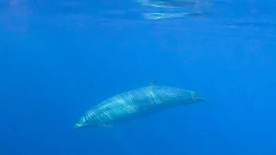 Kodak - Nowy gatunek wieloryba został odkryty u wybrzeży Meksyku. W przypadku potwier...