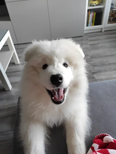 pollyanna - kto jest dobrym pieskiem? (｡◕‿‿◕｡)
#samoyed #samoyedloki #smiesznypiesek