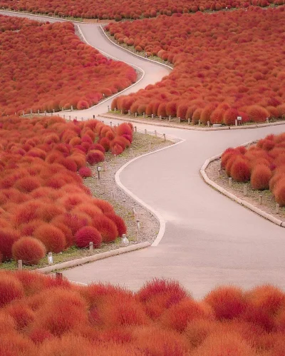 Borealny - Hitachi Seaside Park
Hitachinaka, Ibaraki, Japonia.
#podroze #japonia #f...