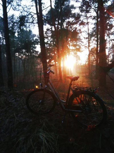 metalowy_pasterz - A pojechałem sobie dziś do lasu i było fajno
 (｡◕‿‿◕｡)

#rower ...