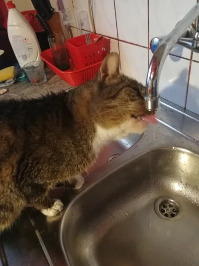 KontrastWykop - Siemano kj, nasz stary kot ma jakiś fetysz picia wody z kranu/zlewów ...