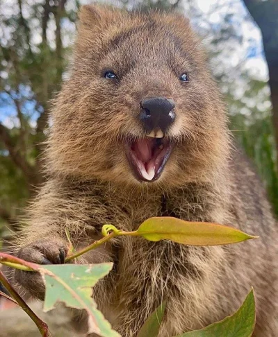 p.....k - #quokka #quokkanadzis #zwierzaczki #quokkanawieczor

Kuoczka jak widać na...