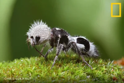GraveDigger - Mrówka panda (｡◕‿‿◕｡)
SPOILER
#zwierzaczki #owady