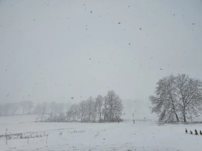 acidd - pada mega śnieg
#pogoda #dolnyslask okolice #kamiennagora