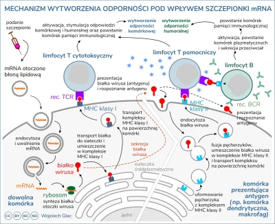 g.....a - Bez FB: 

A może jesteście ciekawi jak szczepionka zawierająca mRNA prowa...