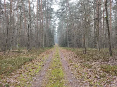 sedros - 3 139 + 34 = 3 173

33,8 km, w znakomitej większości po szutrach i leśnych d...