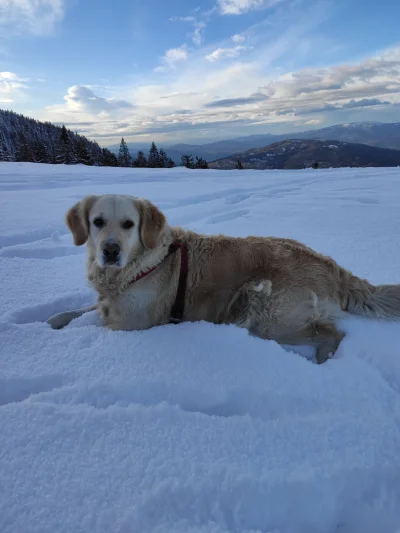 luxpl - Chciała zobaczyć śnieg to ją zabrałem.
#gory #beskidzywiecki #goldenretriever...