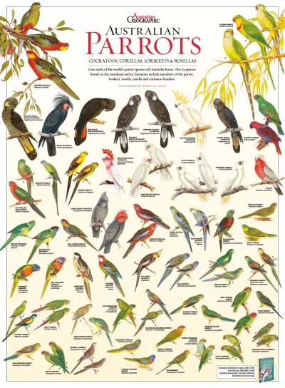 Lifelike - #graphsandmaps #biologia #zoologia #ornitologia #ptaki #papugi #australia ...