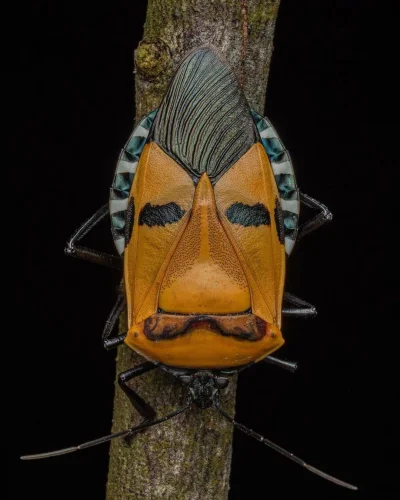 Kodak - Ten owad to catacanthus incarnatus, przypominający twarz człowieka. Jego kolo...