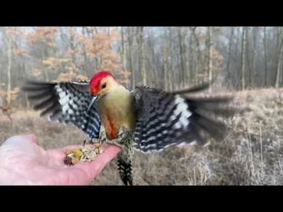 starnak - Hand-feeding Birds in Slow Mo - Red-bellied Woodpecker