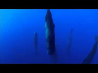 starnak - Sperm Whales Sleeping - Discovery Ch. Magic of the Blue