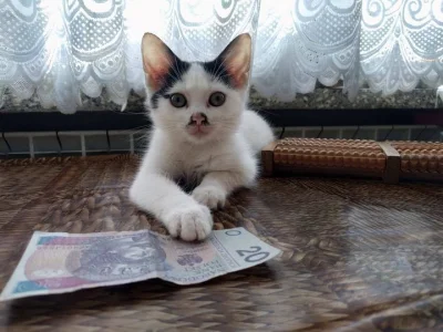 Pani_Asia - masz i kup mi coś ładnego

#koty #zakupy #heheszki #smiesznekotki #kitk...