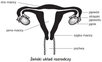 ciemnienie - @Superhiper: trzymaj, bo wyraźnie spałeś na biologii: