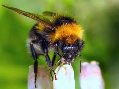 europa - @Radio-Warroza: pszczoły są przereklamowany. To trzmiele robią robotę. Całą ...