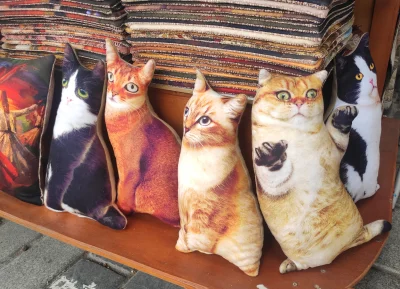 Ruzgjaasz - Patrzcie jakie kotki poduszkowe