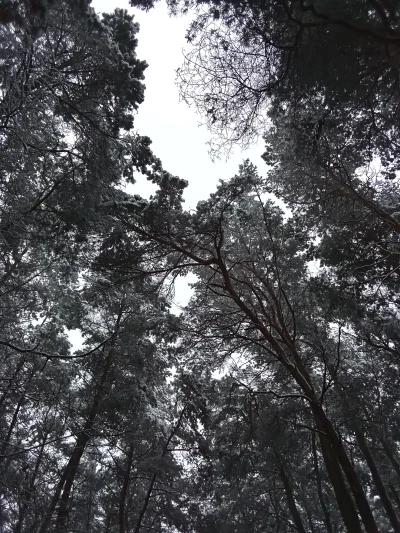 ciemnienie - Zimowy las...
#zima #las #spacer ##!$%@?