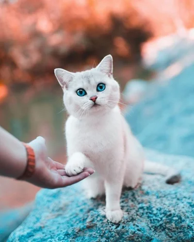 White_rosee - Cudeńko乁(♥ ʖ̯♥)ㄏ
#koty