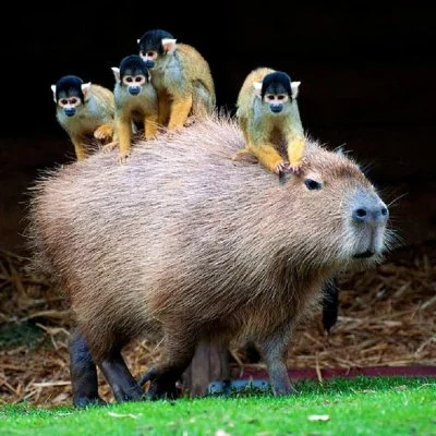 artem17 - Kapibara nie ma lekko w życiu, każdy chce ją wykorzystać ( ͡° ʖ̯ ͡°)