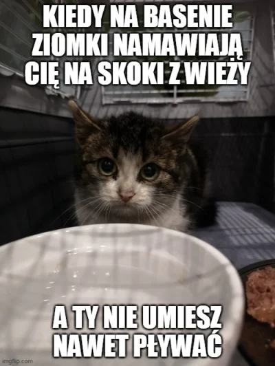 mem1000 - #memy #heheszki #koty #basen #razsiezyje 
#skoki